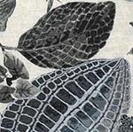 Bedding Style - Nature Euro Sham